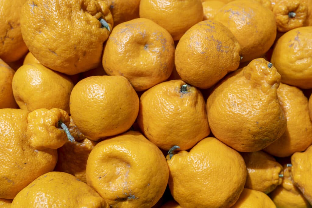 Ugly oranges food background Ugly oranges food background